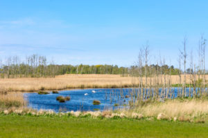 Ostsee, Zingst, Vorpommersche Boddenlandschaft bei Pramort Ostsee, Zingst, Vorpommersche Boddenlandschaft bei Pramort